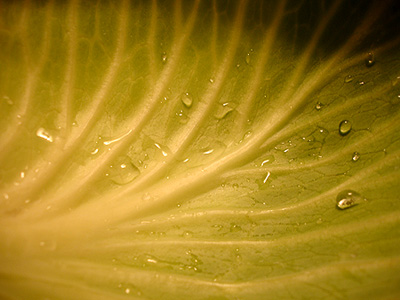 cabbage leaf closeup