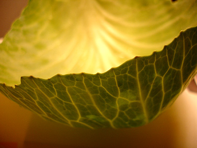 cabbage leaf closeup